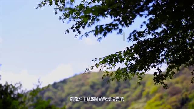 森林的奇迹